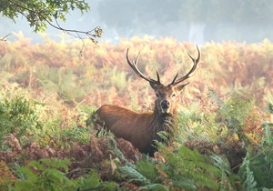 PA20° DP11 Standard Hob with BPⅡ